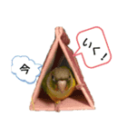 我が家の鳥たち！第二！改良版（個別スタンプ：8）