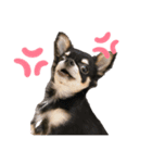 虎之介生活（個別スタンプ：1）