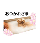トイプードルのまりも＆あんこ（個別スタンプ：7）