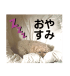 トイプードルのまりも＆あんこ（個別スタンプ：8）