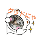猫ちゃんにゃん。（個別スタンプ：1）