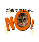 猫ちゃんにゃん。（個別スタンプ：3）