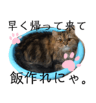 猫ちゃんにゃん。（個別スタンプ：7）