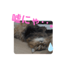 猫ちゃんにゃん。（個別スタンプ：8）