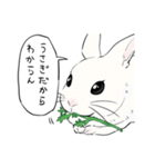 うさぎさんと感情（個別スタンプ：24）