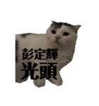 嗨我是狗和貓（個別スタンプ：5）