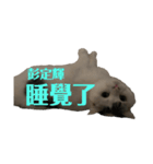 嗨我是狗和貓（個別スタンプ：6）
