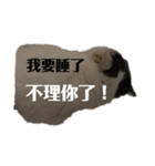嗨我是狗和貓（個別スタンプ：7）