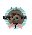 嗨我是狗和貓（個別スタンプ：8）