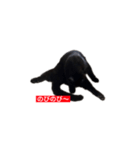 トロとフグ（個別スタンプ：4）