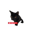 トロとフグ（個別スタンプ：8）