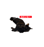 トロとフグ（個別スタンプ：9）