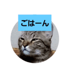 ヒメとトラ（個別スタンプ：1）