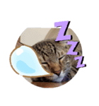 ヒメとトラ（個別スタンプ：2）