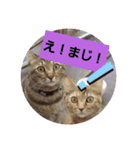 ヒメとトラ（個別スタンプ：3）
