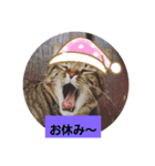 ヒメとトラ（個別スタンプ：4）
