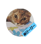 ヒメとトラ（個別スタンプ：5）