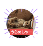 ヒメとトラ（個別スタンプ：6）