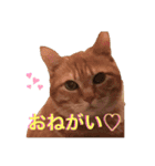 佐藤家のねこちゃんたち（個別スタンプ：1）