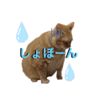 佐藤家のねこちゃんたち（個別スタンプ：2）