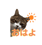 佐藤家のねこちゃんたち（個別スタンプ：4）