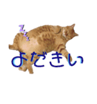 佐藤家のねこちゃんたち（個別スタンプ：5）