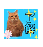 佐藤家のねこちゃんたち（個別スタンプ：6）