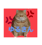 佐藤家のねこちゃんたち（個別スタンプ：7）