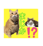 佐藤家のねこちゃんたち（個別スタンプ：8）