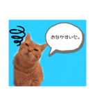 佐藤家のねこちゃんたち（個別スタンプ：9）