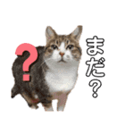 佐藤家のねこちゃんたち（個別スタンプ：10）