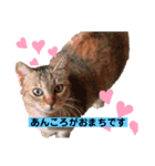佐藤家のねこちゃんたち（個別スタンプ：11）