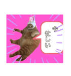 佐藤家のねこちゃんたち（個別スタンプ：12）