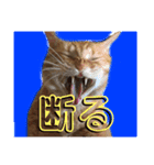 佐藤家のねこちゃんたち（個別スタンプ：13）