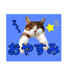 佐藤家のねこちゃんたち（個別スタンプ：14）