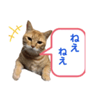 佐藤家のねこちゃんたち（個別スタンプ：15）