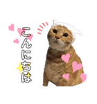佐藤家のねこちゃんたち（個別スタンプ：16）