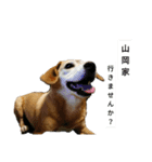 柴ビーのコタさん（個別スタンプ：8）