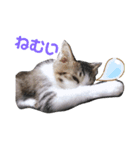 我が家のリリー（個別スタンプ：5）