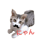 我が家のリリー（個別スタンプ：7）