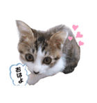 我が家のリリー（個別スタンプ：8）