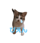 我が家のリリー（個別スタンプ：9）