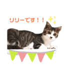 我が家のリリー（個別スタンプ：11）