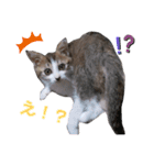 我が家のリリー（個別スタンプ：13）