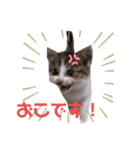 我が家のリリー（個別スタンプ：16）