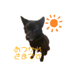日常の弦ちゃんスタンプ（個別スタンプ：10）