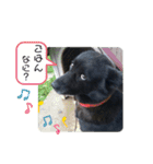 日常の弦ちゃんスタンプ（個別スタンプ：22）