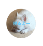 Chiro1015（個別スタンプ：1）