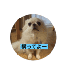 Chiro1015（個別スタンプ：3）