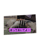 Chiro1015（個別スタンプ：6）